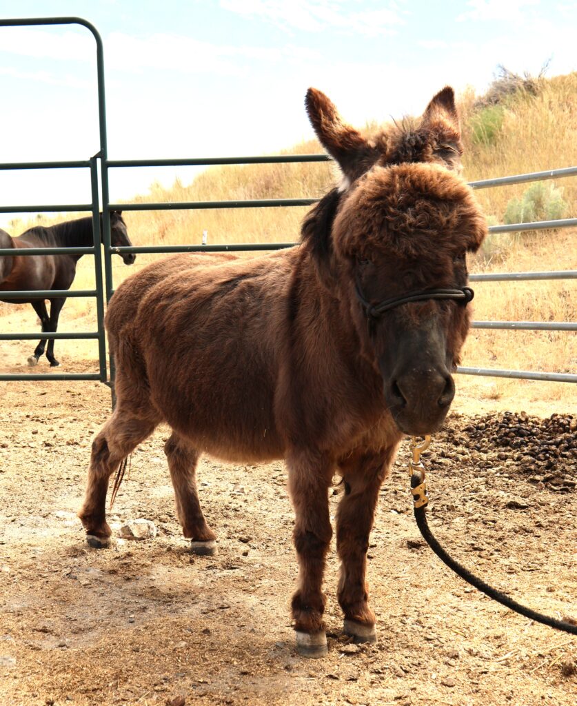 Photo of a Donkey